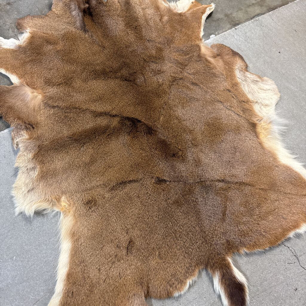Animal Hide with Drawing on Back Kelsey Hertig 50 X 42
