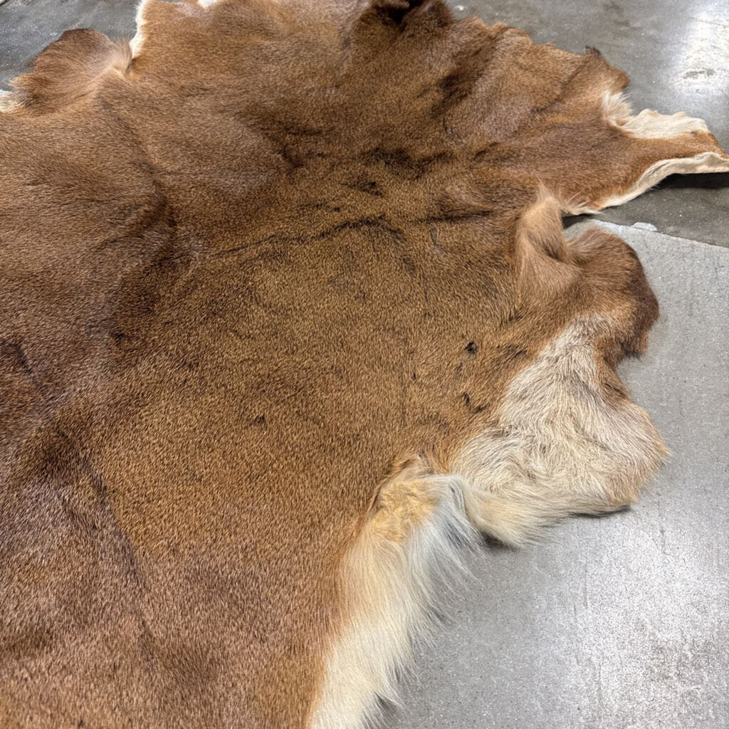 Animal Hide with Drawing on Back Kelsey Hertig 50 X 42
