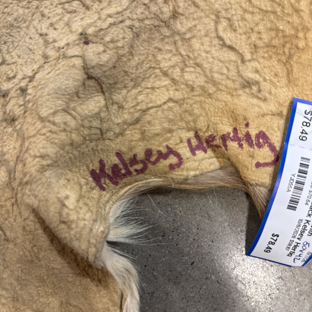 Animal Hide with Drawing on Back Kelsey Hertig 50 X 42