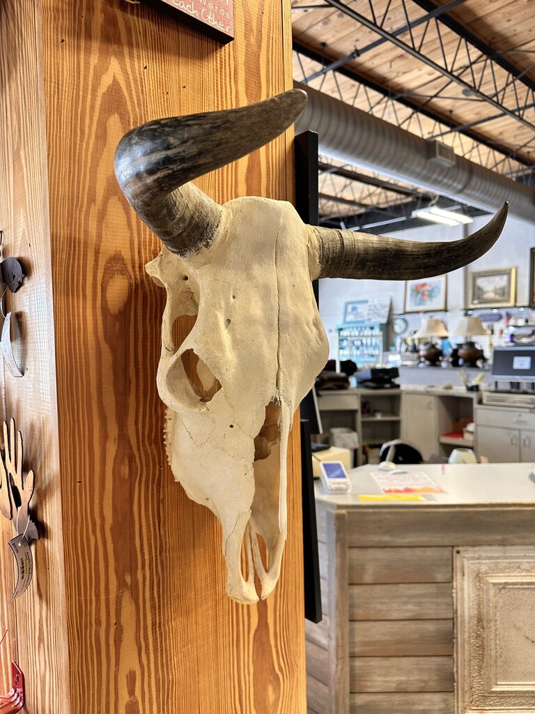 Hanging Cow Skull