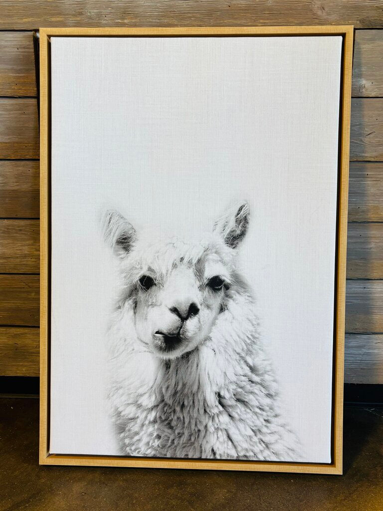 Alpaca 23.25 X 33.5