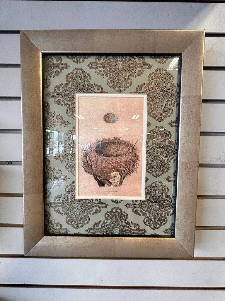 Blackbird Nest & Egg