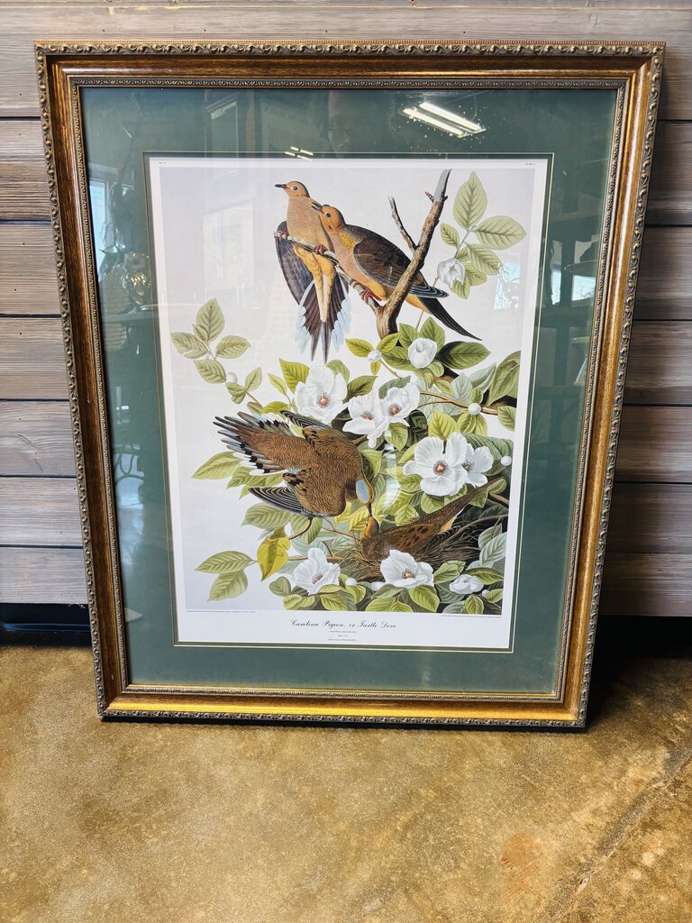 Carolina Pigeon Or Turtle Dove Framed Print 29.5 X 36.5