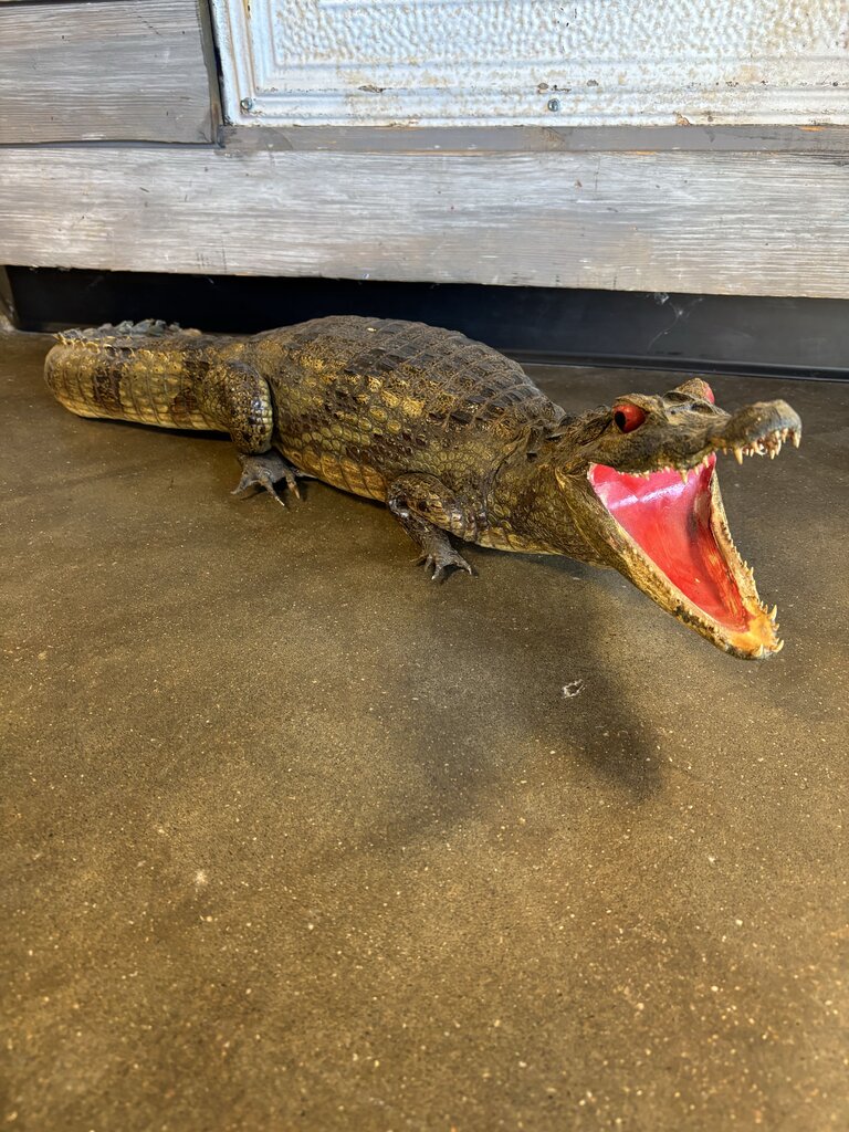 Vintage Full Body Taxidermy Alligator
