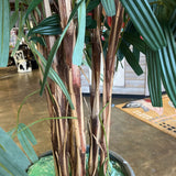 Tall Faux Plant